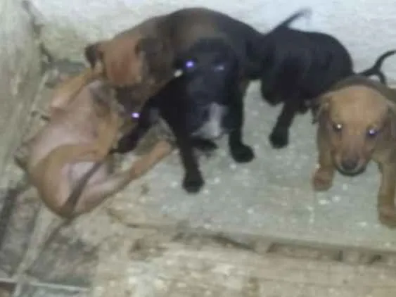Cachorro ra a Vira lata idade Abaixo de 2 meses nome Nega