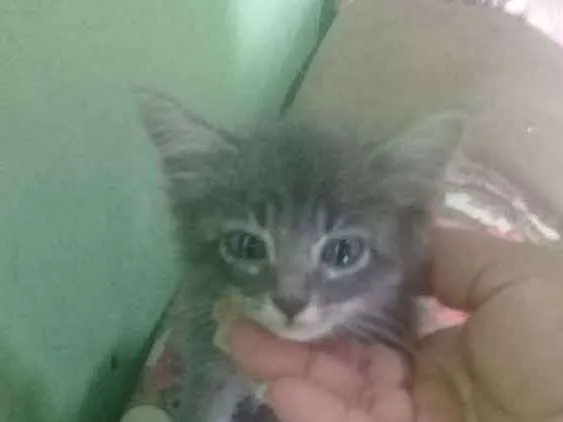 Gato raça Nao sei idade Abaixo de 2 meses nome Nao tem