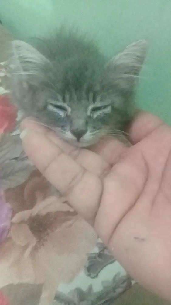 Gato raça Nao sei idade Abaixo de 2 meses nome Nao tem