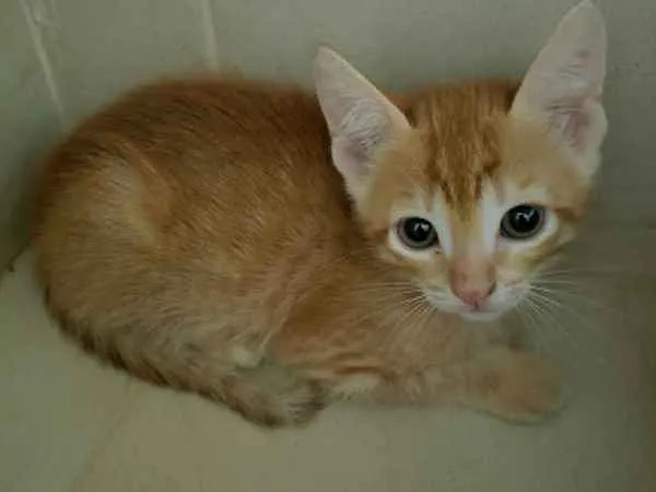 Gato ra a SRD idade 2 a 6 meses nome Cheddar