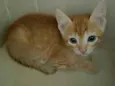 Cheddar