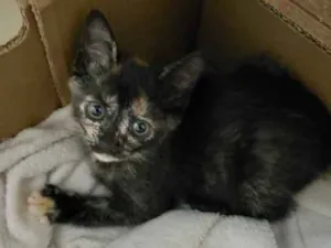 Gato raça SRD idade Abaixo de 2 meses nome Florzinha