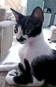 KIKO
