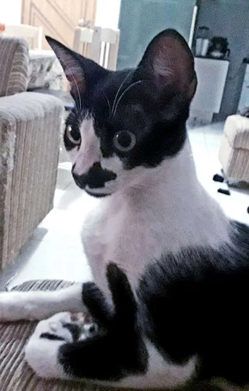 Gato ra a SRD idade 1 ano nome KIKO