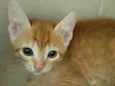 Cheddar