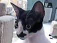 KIKO