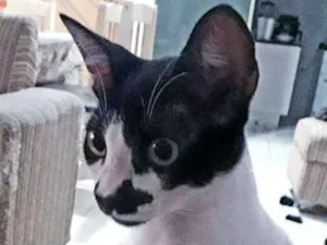 Gato raça SRD idade 1 ano nome KIKO