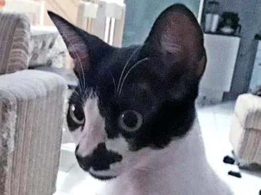 Gato ra a SRD idade 1 ano nome KIKO
