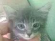 Nao tem