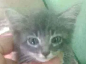 Gato raça Nao sei idade Abaixo de 2 meses nome Nao tem