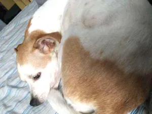 Cachorro raça Vira lata idade 4 anos nome Lily