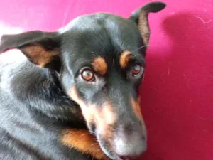 Cachorro raça Rotvailler com pastor alemão idade 3 anos nome Fred