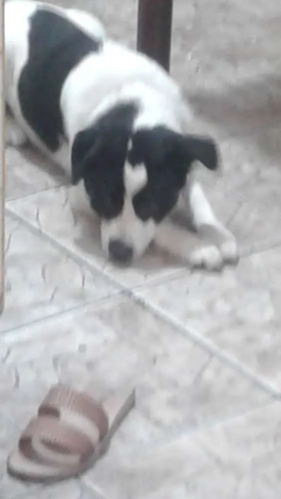Cachorro ra a Indefinido idade 7 a 11 meses nome Spike