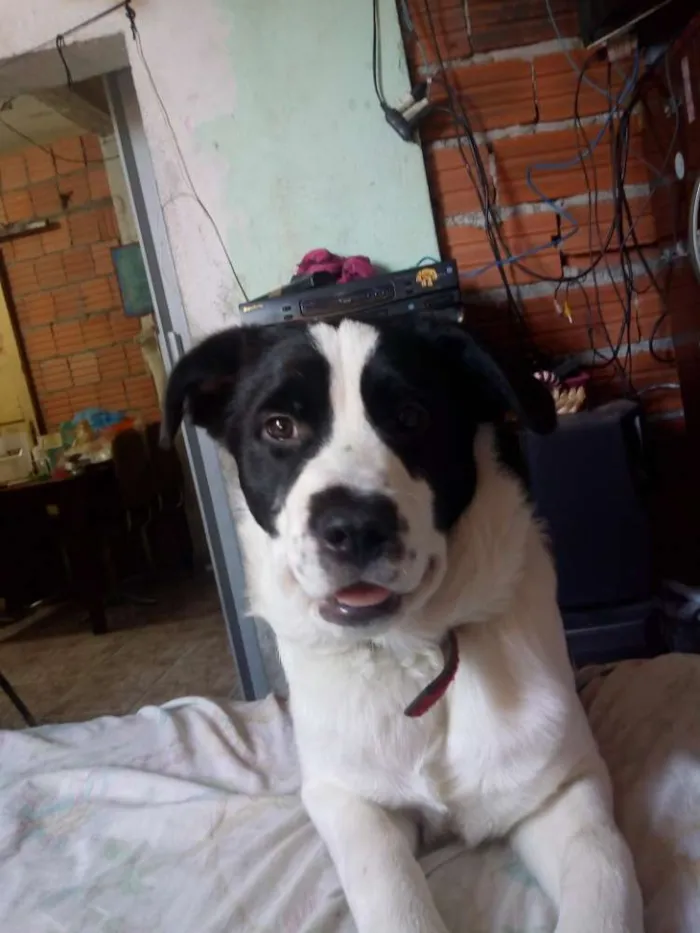 Cachorro ra a Indefinido idade 7 a 11 meses nome Spike