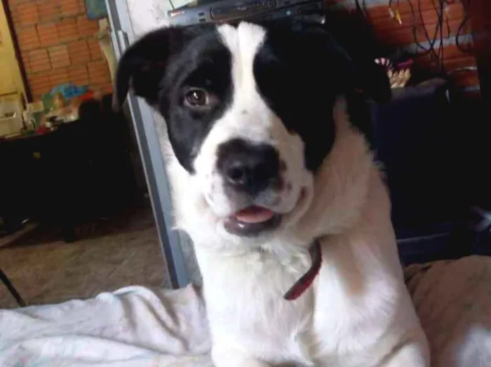 Cachorro ra a Indefinido idade 7 a 11 meses nome Spike