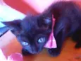 Pantera negra