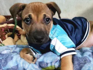 Cachorro raça srd idade 2 a 6 meses nome Nico