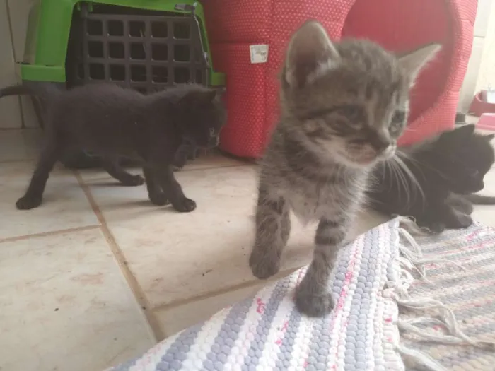Gato ra a Sem raça definida idade Abaixo de 2 meses nome Sem nome