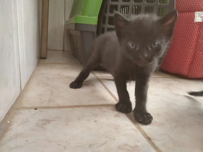 Gato ra a Sem raça definida idade Abaixo de 2 meses nome Sem nome