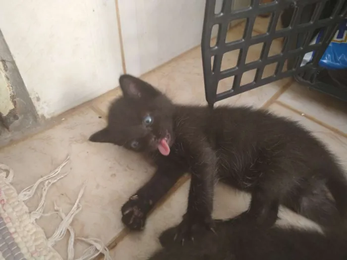Gato ra a Sem raça definida idade Abaixo de 2 meses nome Sem nome