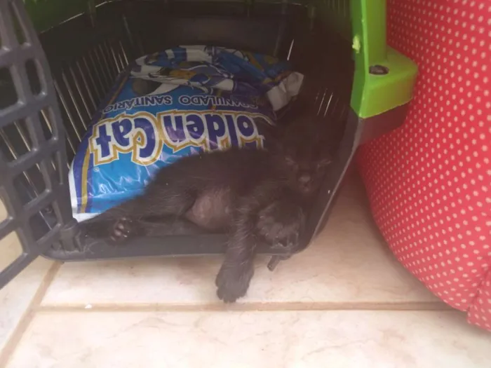 Gato ra a Sem raça definida idade Abaixo de 2 meses nome Sem nome