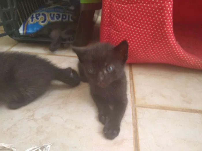 Gato ra a Sem raça definida idade Abaixo de 2 meses nome Sem nome