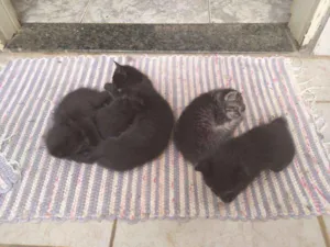 Gato raça Sem raça definida idade Abaixo de 2 meses nome Sem nome