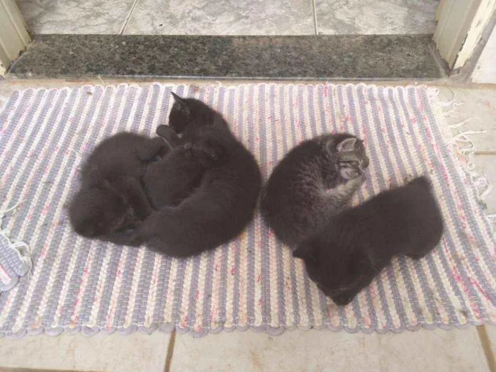 Gato ra a Sem raça definida idade Abaixo de 2 meses nome Sem nome
