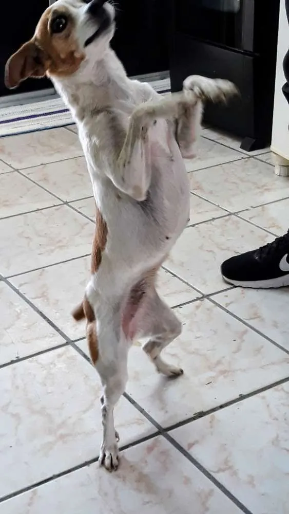 Cachorro ra a Fox paulistinha idade 6 ou mais anos nome Princesa
