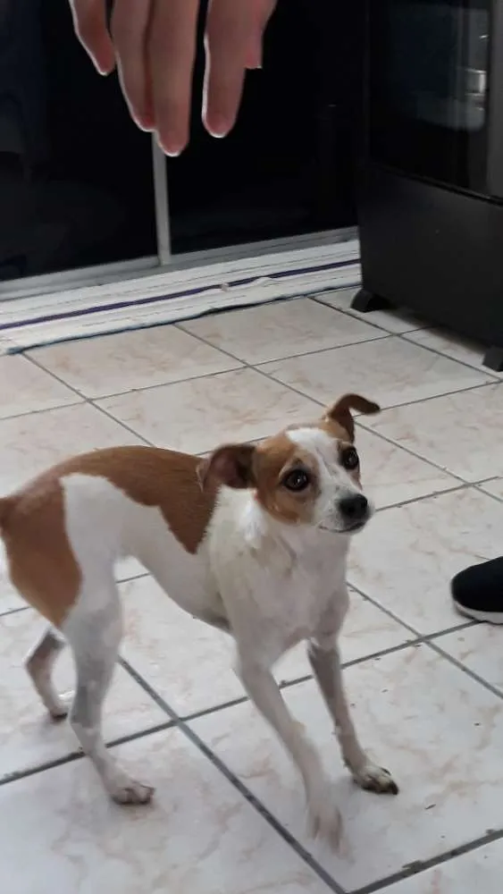 Cachorro ra a Fox paulistinha idade 6 ou mais anos nome Princesa