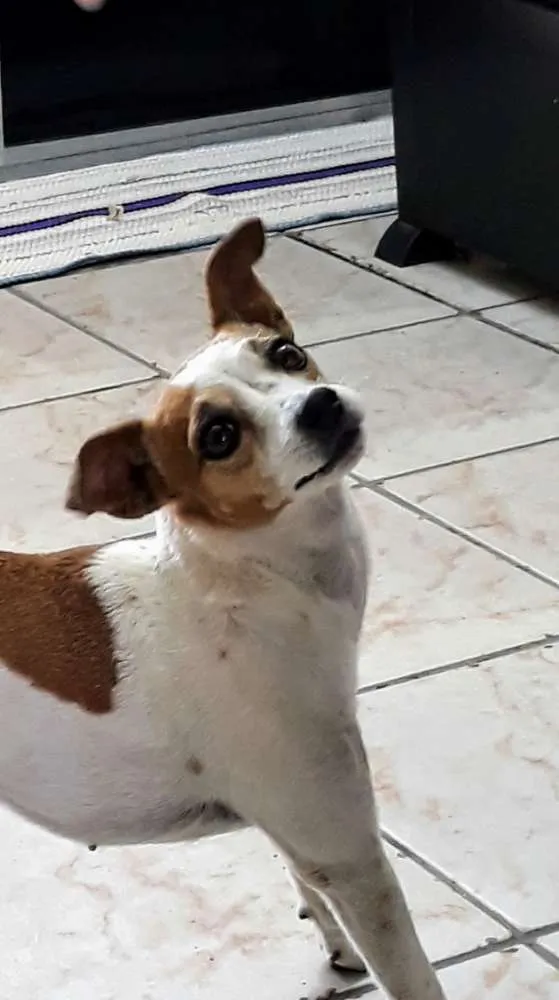 Cachorro ra a Fox paulistinha idade 6 ou mais anos nome Princesa