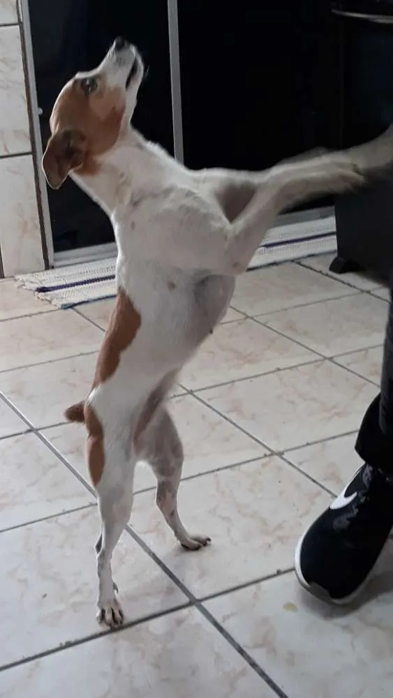 Cachorro ra a Fox paulistinha idade 6 ou mais anos nome Princesa