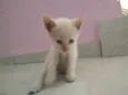 Snow e Fifi 
