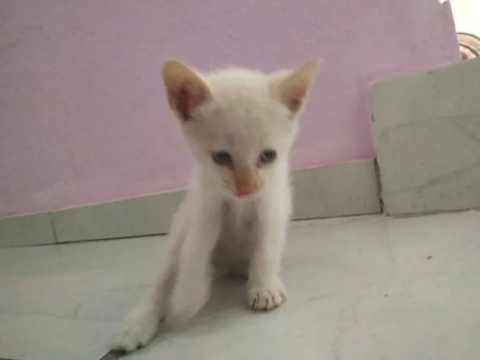 Gato raça "vira-lata"  idade Abaixo de 2 meses nome Snow e Fifi 