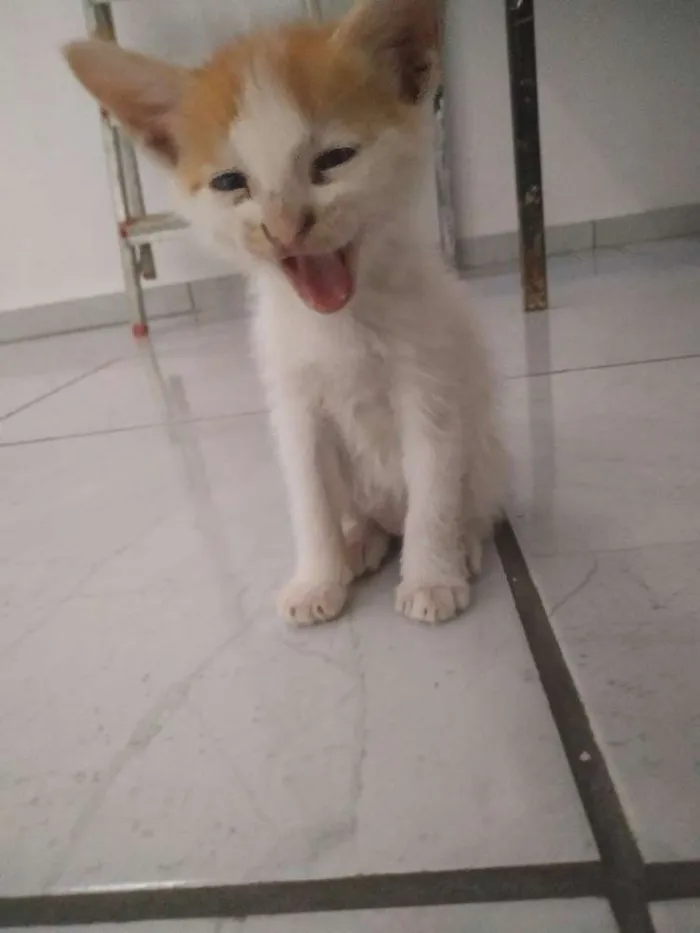 Gato raça "vira-lata"  idade Abaixo de 2 meses nome Snow e Fifi 
