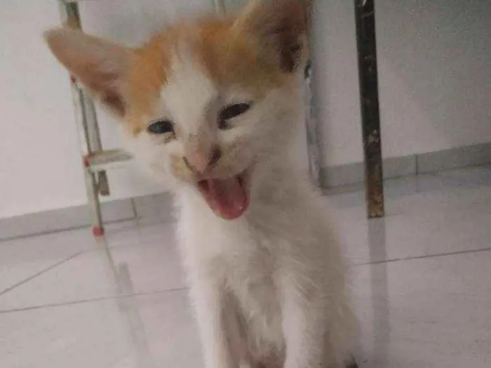 Gato raça "vira-lata"  idade Abaixo de 2 meses nome Snow e Fifi 