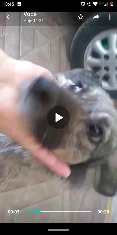 Cachorro ra a SRD idade 4 anos nome Mel