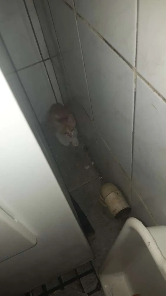Gato ra a Vira lata idade 2 a 6 meses nome Luna
