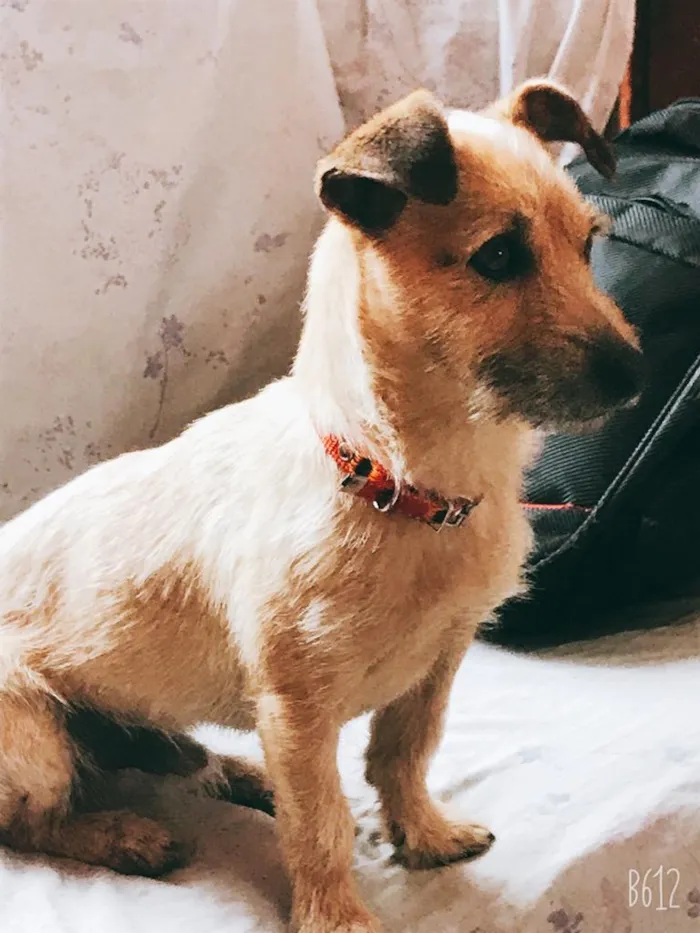 Cachorro ra a  idade 1 ano nome Mickei