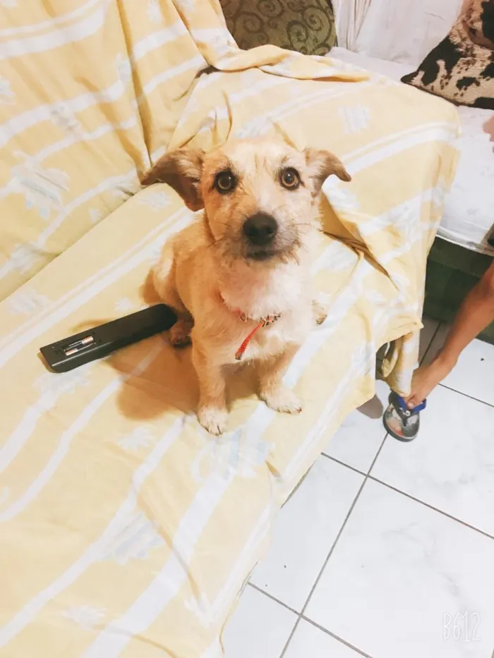 Cachorro ra a  idade 1 ano nome Mickei