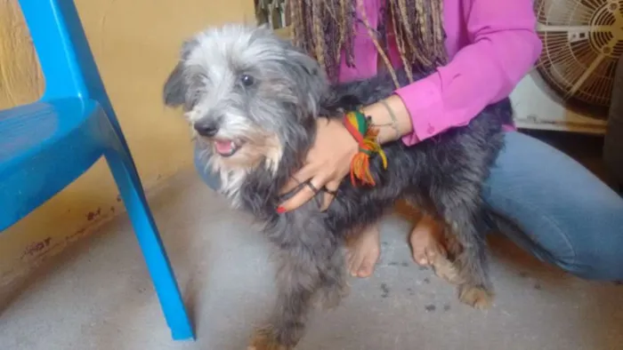 Cachorro ra a SRD com poodle idade 5 anos nome Pipoca