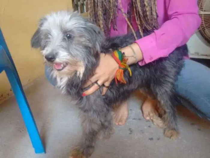 Cachorro ra a SRD com poodle idade 5 anos nome Pipoca