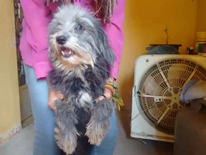 Cachorro ra a SRD com poodle idade 5 anos nome Pipoca