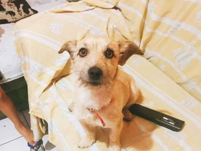 Cachorro ra a  idade 1 ano nome Mickei