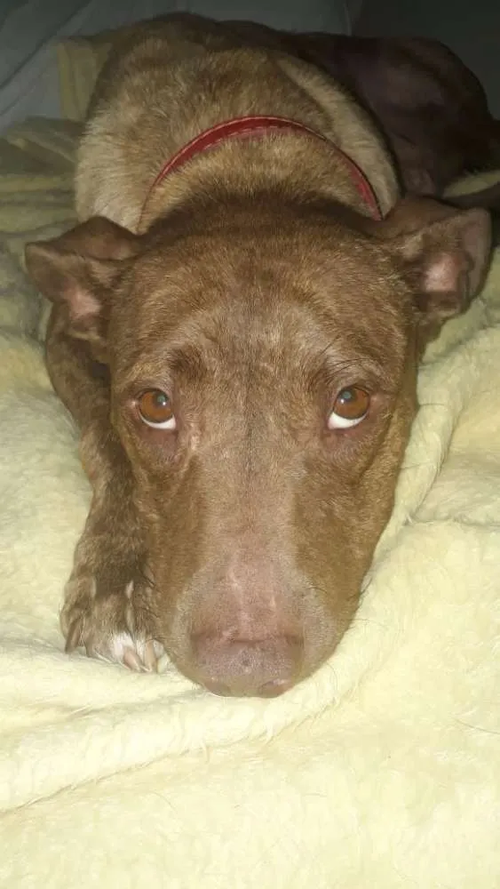 Cachorro ra a Pitbull idade 3 anos nome Channel