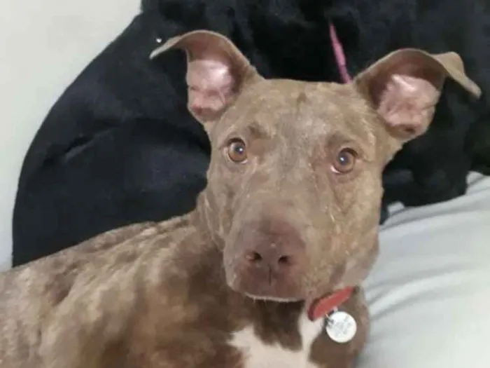 Cachorro ra a Pitbull idade 3 anos nome Channel