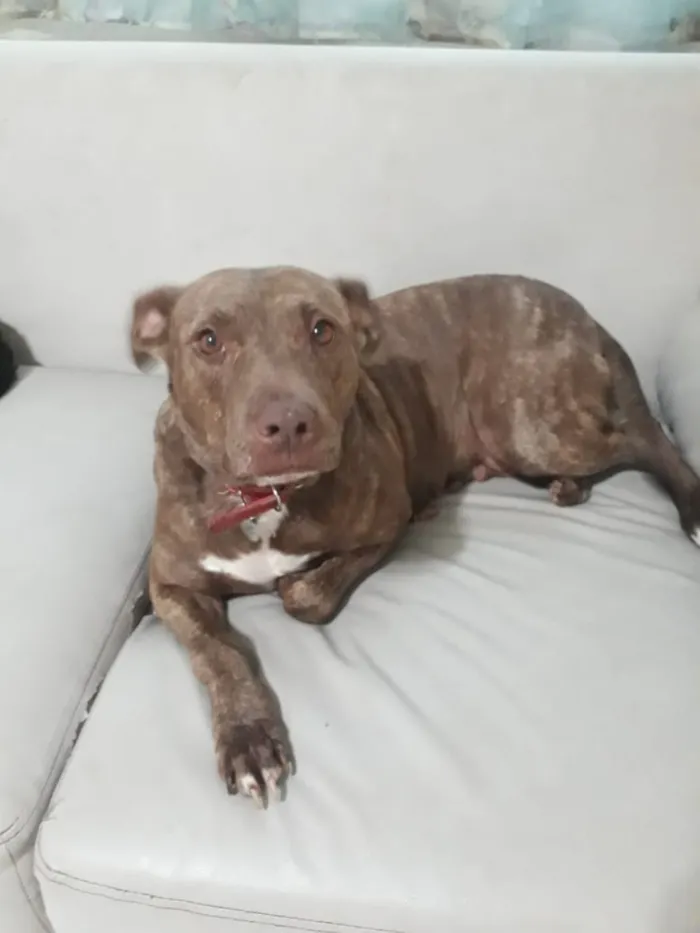 Cachorro ra a Pitbull idade 3 anos nome Channel