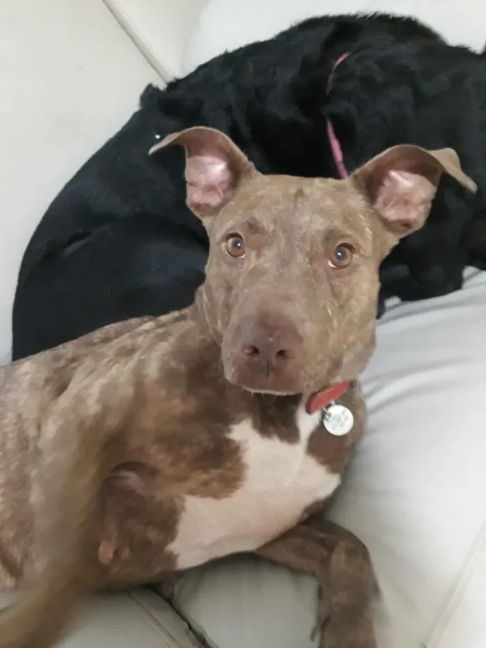 Cachorro ra a Pitbull idade 3 anos nome Channel