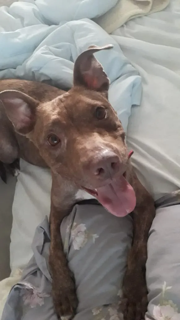 Cachorro ra a Pitbull idade 3 anos nome Channel