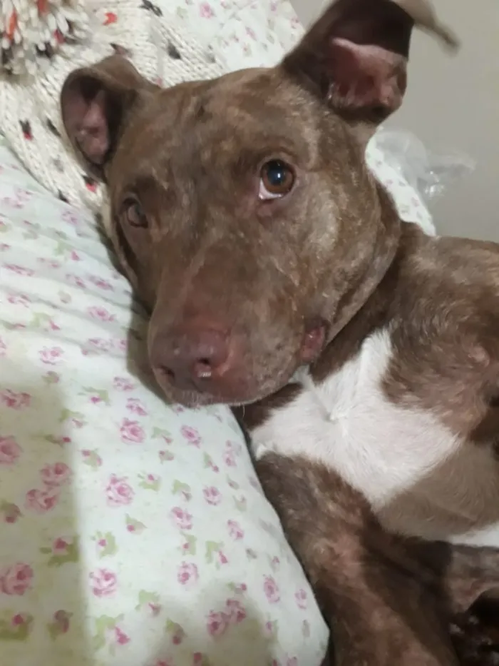 Cachorro ra a Pitbull idade 3 anos nome Channel